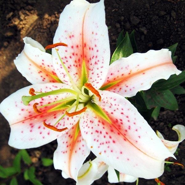  Лилия восточная Salmon Star (Салмон Стар)