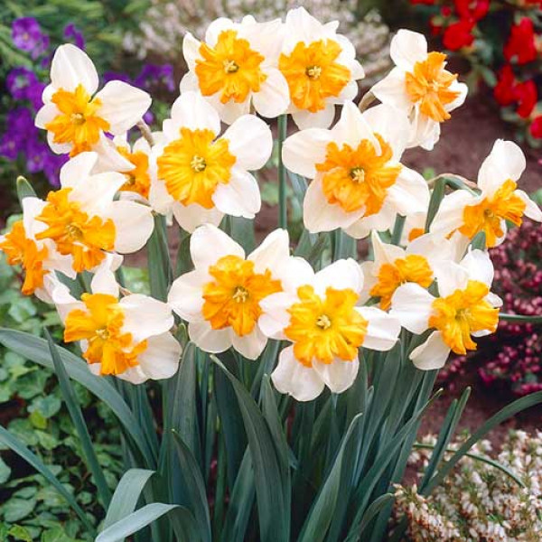 Нарцисс сплит-корона Паризьен (в упаковке - 3шт.)