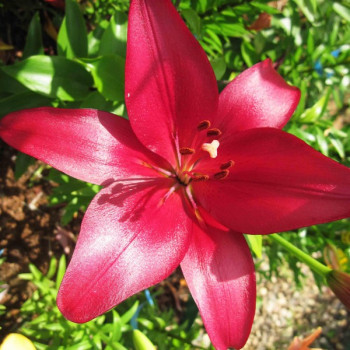  Лилия Cigalon (Цигалон)