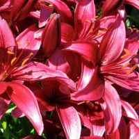  Лилия Cigalon (Цигалон)