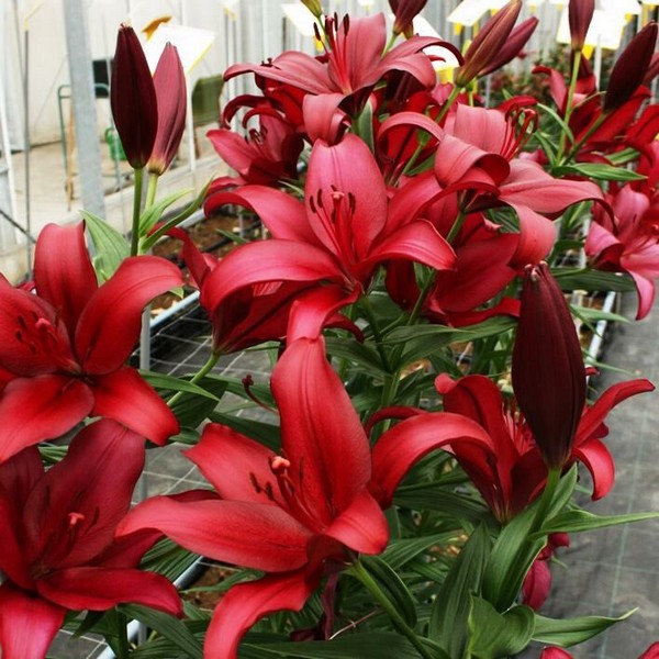  Лилия Cigalon (Цигалон)