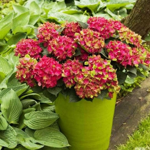 Гортензия крупнолистная Grunes Gewolbe (Грюнес Гевёльбе)