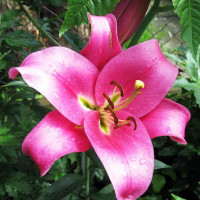  Лилия ОТ гибрид Fujian (Фудзиан)