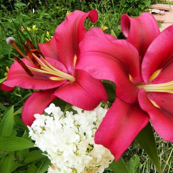  Лилия ОТ гибрид Fujian (Фудзиан)