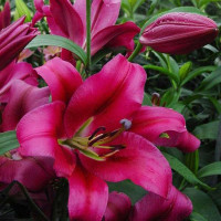  Лилия ОТ гибрид Fujian (Фудзиан)