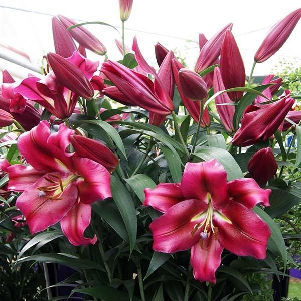  Лилия ОТ гибрид Fujian (Фудзиан)