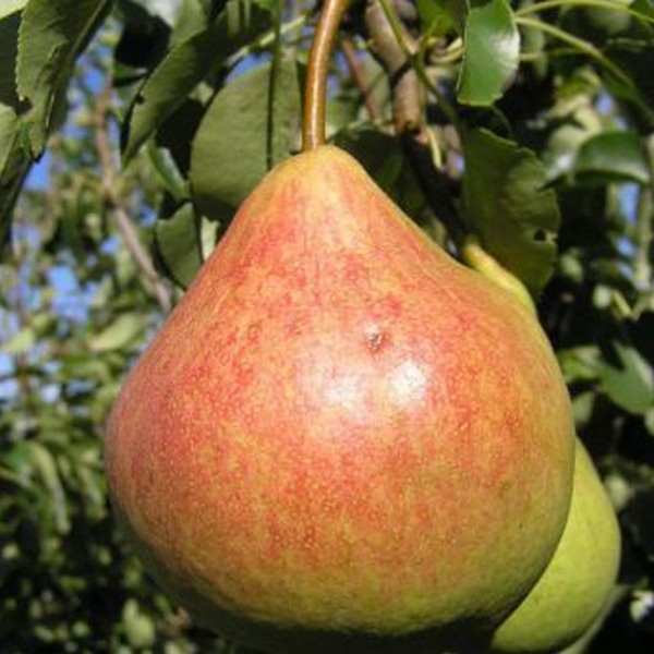 Саженцы Груша Память Яковлева