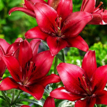  Лилия азиатская Red Highland (Рэд Хайленд)
