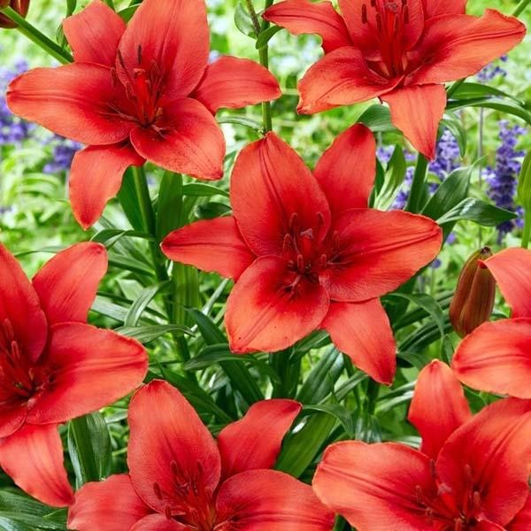  Лилия азиатская Red Highland (Рэд Хайленд)