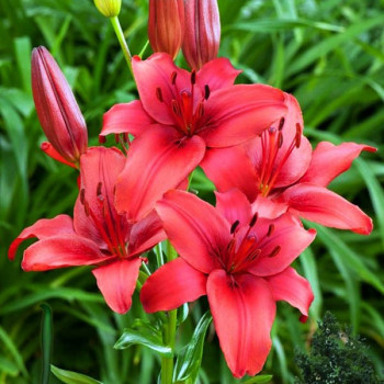  Лилия азиатская Red Highland (Рэд Хайленд)