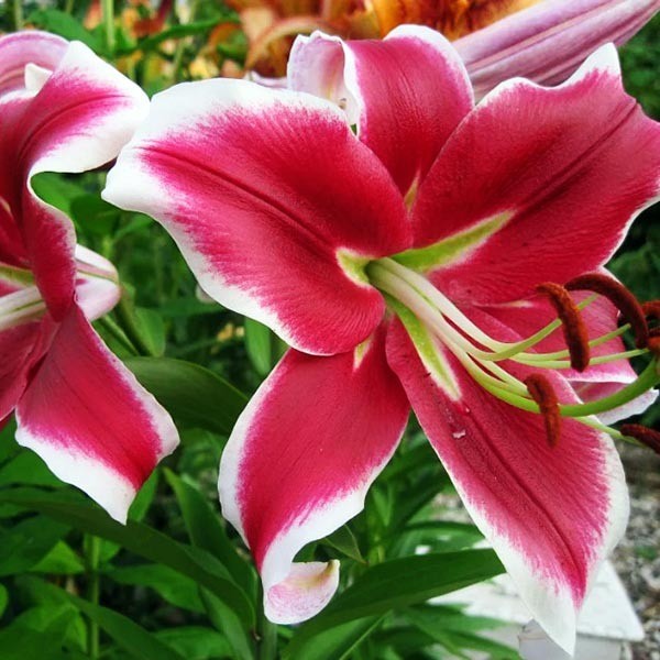  Лилия ОТ гибрид Miss Marple (Мисс Марпл)