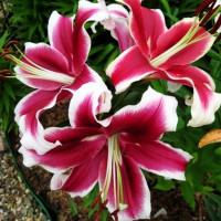  Лилия ОТ гибрид Miss Marple (Мисс Марпл)