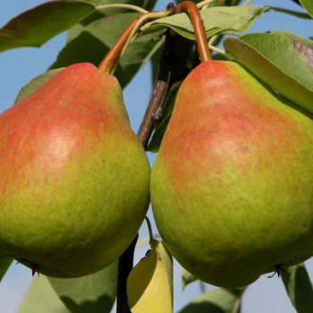 Саженцы Груша Память Анзина