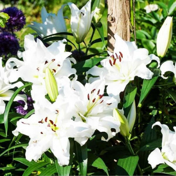  Лилия ОТ гибрид White Eyes (Уайт Айз)