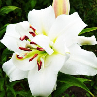  Лилия ОТ гибрид White Eyes (Уайт Айз)
