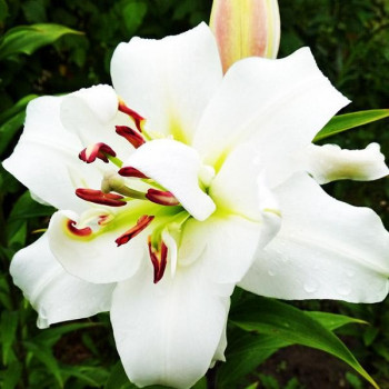  Лилия ОТ гибрид White Eyes (Уайт Айз)
