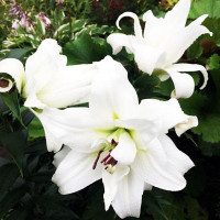  Лилия ОТ гибрид White Eyes (Уайт Айз)
