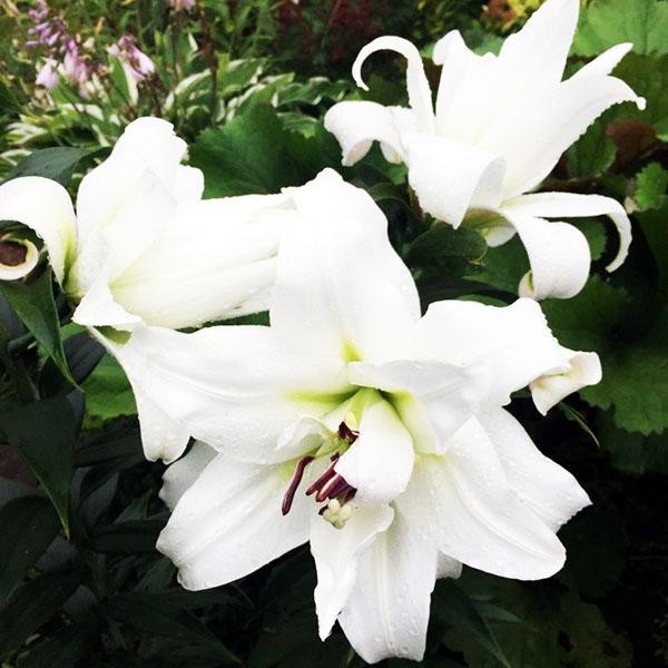  Лилия ОТ гибрид White Eyes (Уайт Айз)