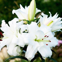  Лилия ОТ гибрид White Eyes (Уайт Айз)