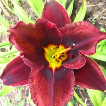 Саженцы Лилейник Starling (Старлинг)