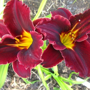 Саженцы Лилейник Starling (Старлинг)