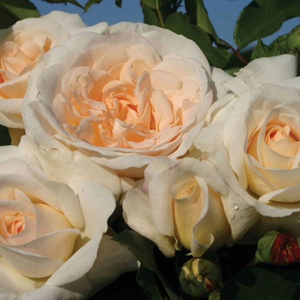 Саженцы Роза флорибунда Космос