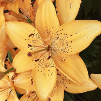  Лилия азиатская Apricot Joy (Априкот джой)