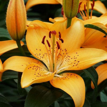  Лилия азиатская Apricot Joy (Априкот джой)