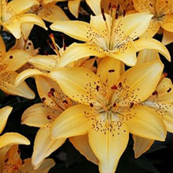  Лилия азиатская Apricot Joy (Априкот джой)