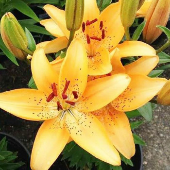  Лилия азиатская Apricot Joy (Априкот джой)