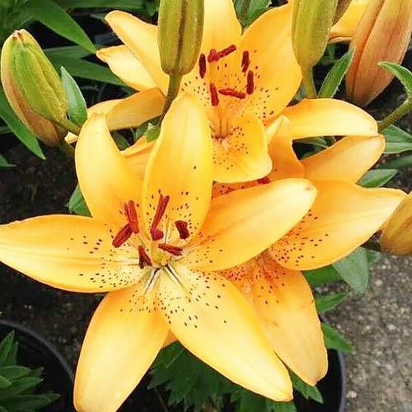  Лилия азиатская Apricot Joy (Априкот джой)