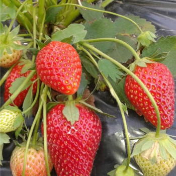 Клубника  Ирма, 5шт.