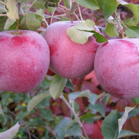 Саженцы Яблоня Флорина