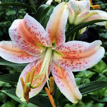 Лилия восточная Salmon Party (Салмон Парти)