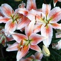  Лилия восточная Salmon Party (Салмон Парти)