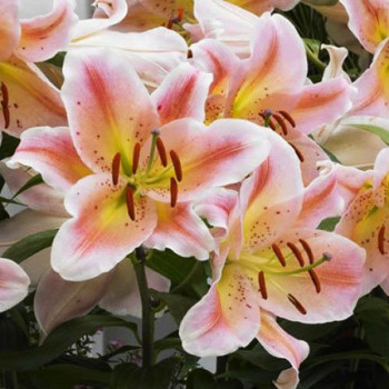  Лилия восточная Salmon Party (Салмон Парти)