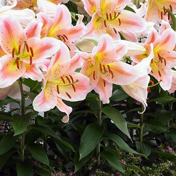  Лилия восточная Salmon Party (Салмон Парти)