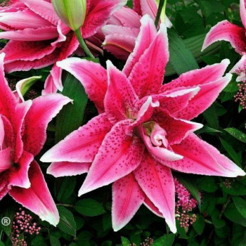  Лилия махровая восточная Roselily Thalita (Розели Талита)