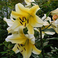  Лилия ОТ гибрид Big Brother (Биг Бразер)