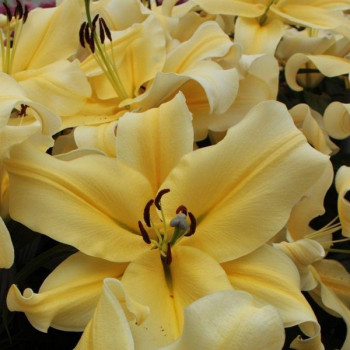  Лилия ОТ гибрид Big Brother (Биг Бразер)