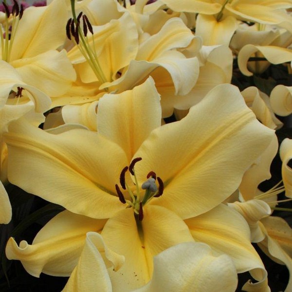  Лилия ОТ гибрид Big Brother (Биг Бразер)