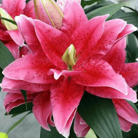  Лилия восточная Roselily Dalinda (Розели Далинда)