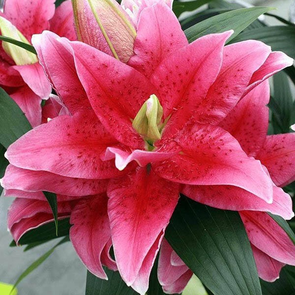  Лилия восточная Roselily Dalinda (Розели Далинда)