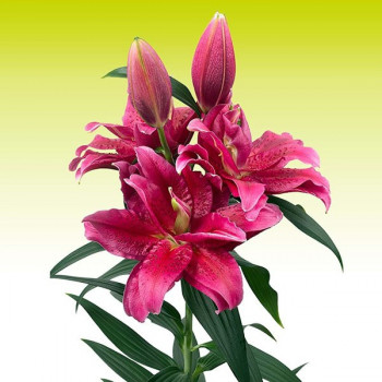  Лилия восточная Roselily Dalinda (Розели Далинда)