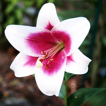  Лилия ОТ гибрид Passion Moon (Пашшн Мун)