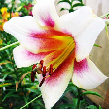  Лилия ОТ гибрид Passion Moon (Пашшн Мун)