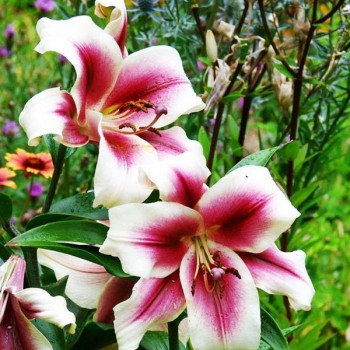  Лилия ОТ гибрид Passion Moon (Пашшн Мун)