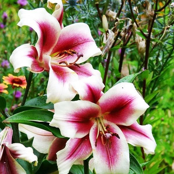  Лилия ОТ гибрид Passion Moon (Пашшн Мун)