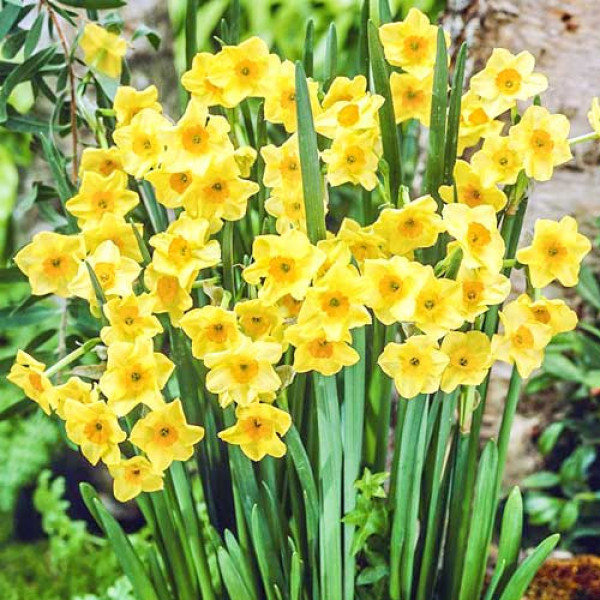 Нарцисс мини Голден Доун (в упаковке - 3шт.)