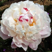 Саженцы Пион Vogue (Вог)